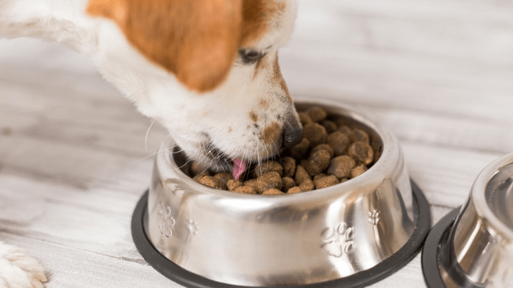The Advanced Guide To Get Free Dog Food Samples Online